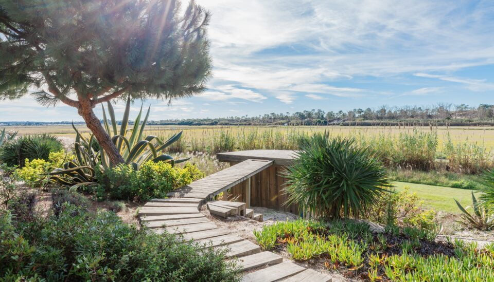 Comporta rice field view