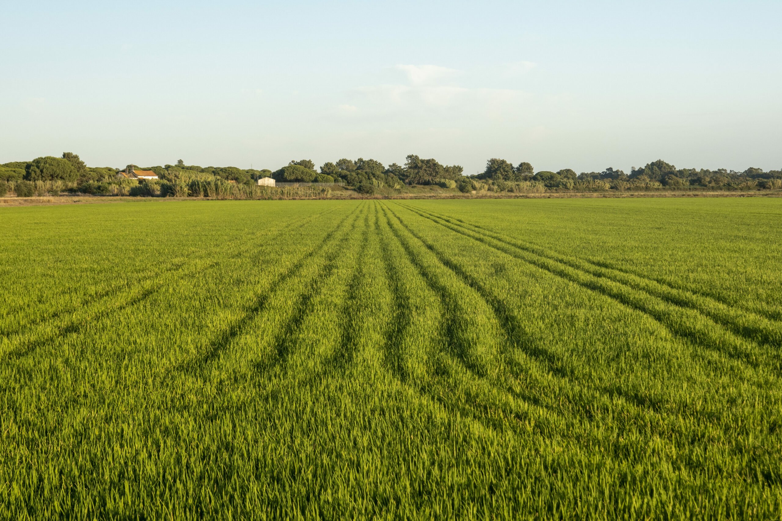 fields of rice plantation